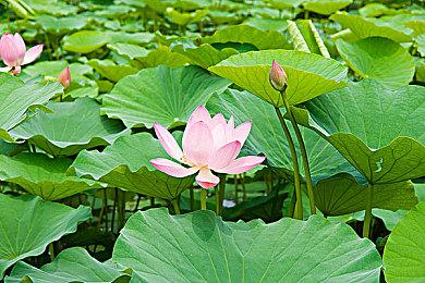 《帝国神话》未来开发计划公布 主机版开发已启动